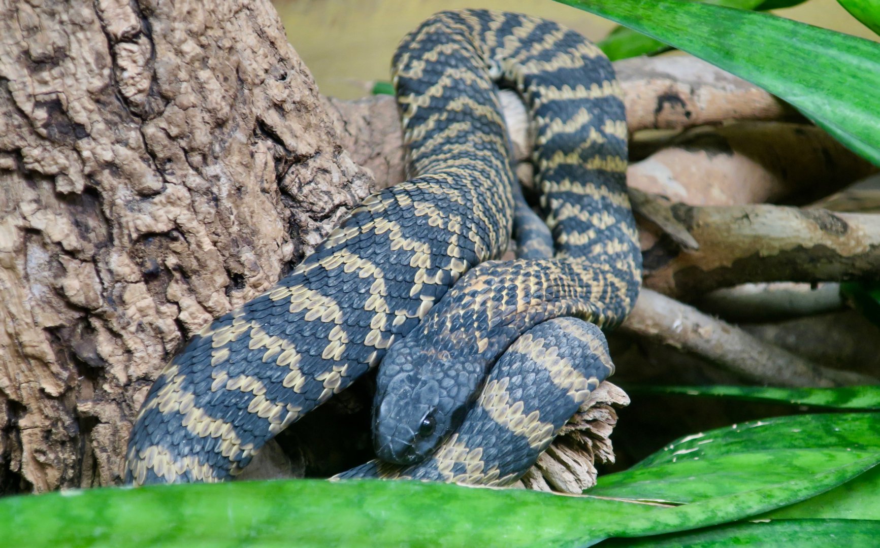 Rinkhals (Hemachatus haemachatus)