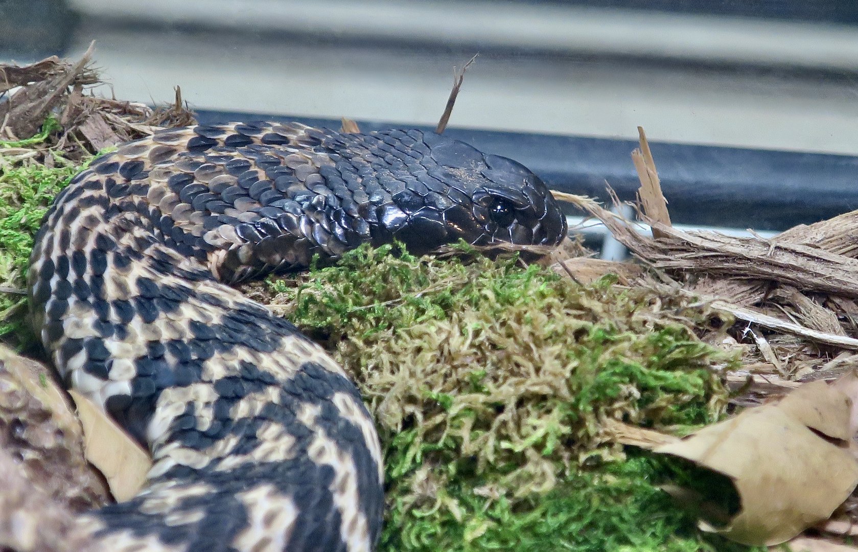 Rinkhals (Hemachatus haemachatus)