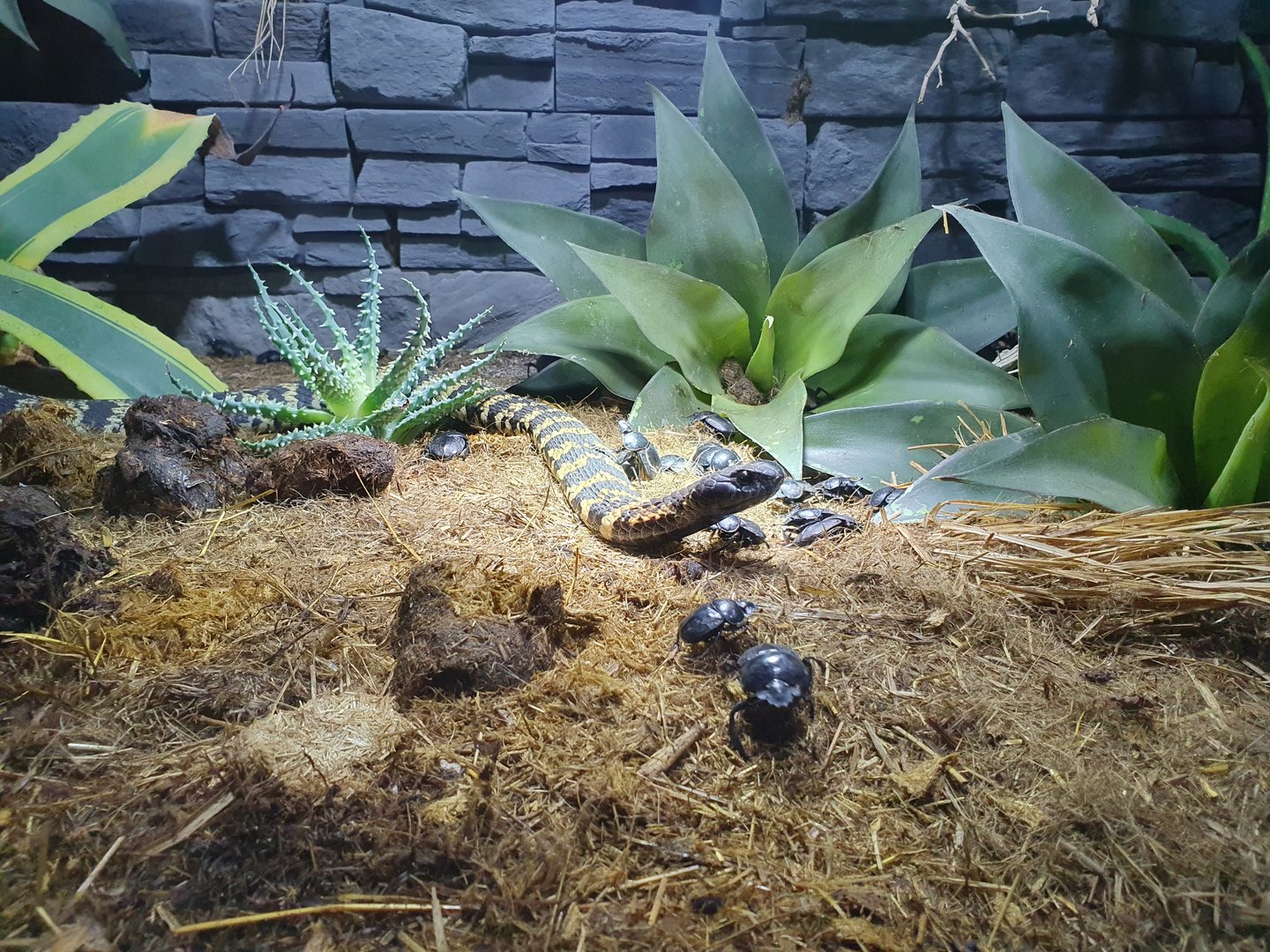 Rinkhals with dung beetles