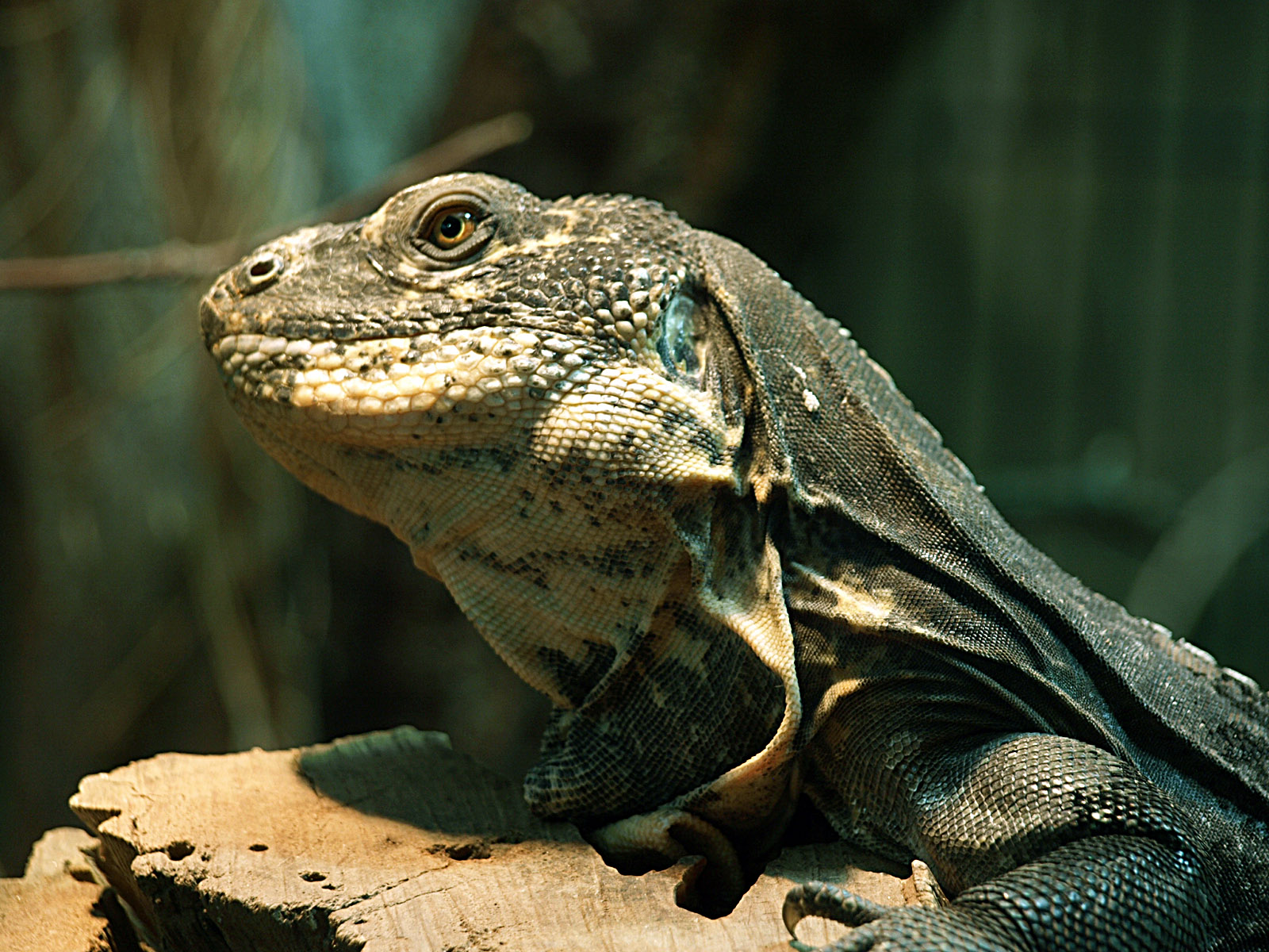 Rio Aguan Valley iguana