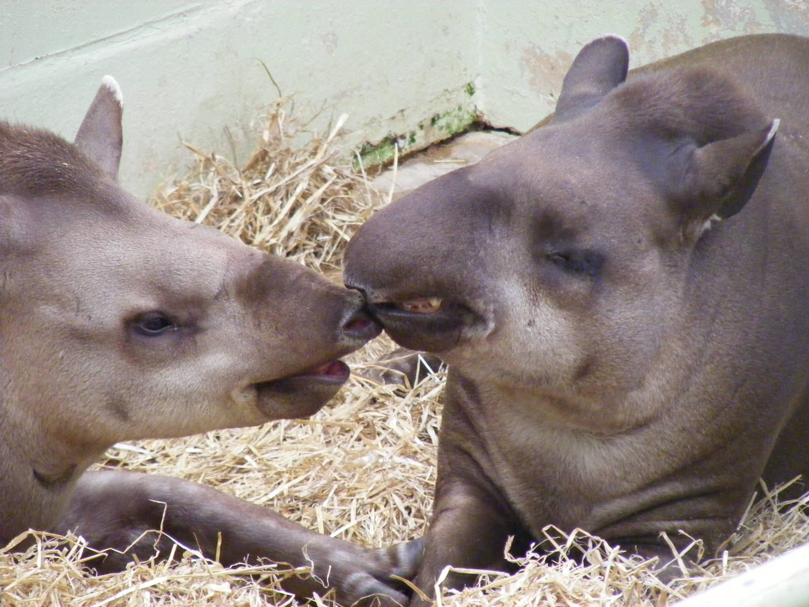 Rio and her father Ronaldo the Brazilian tapirs at Marwell Wildlife, 11 Jul