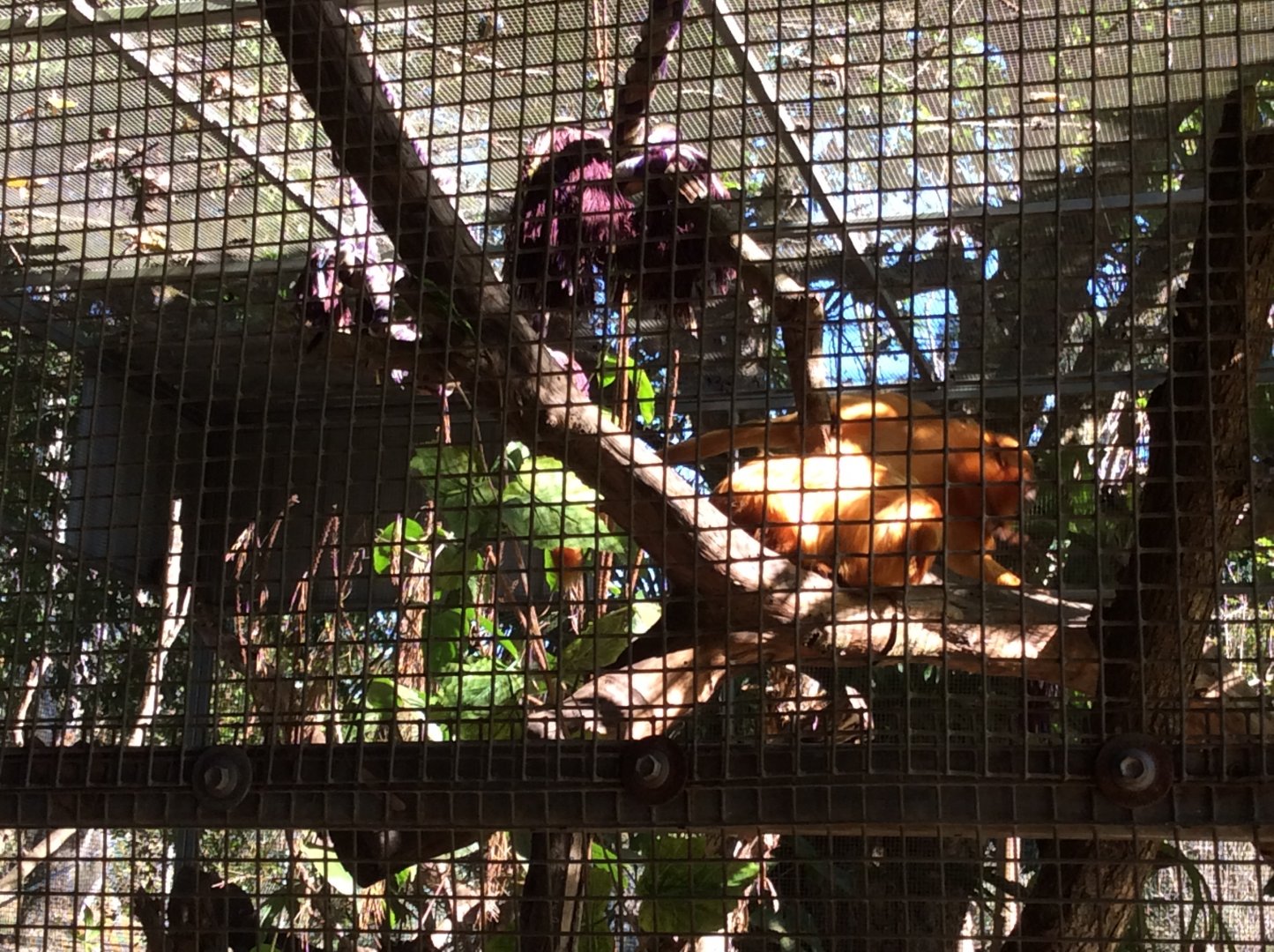 Rio and Muppet the GLT monkeys