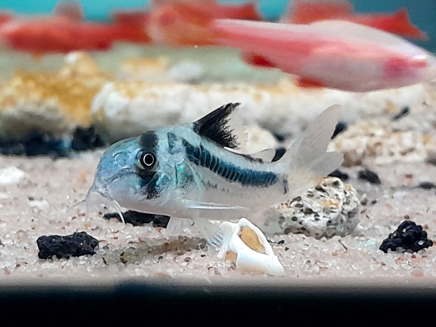 Río Ariari Cory (Hoplisoma sp. CW169)