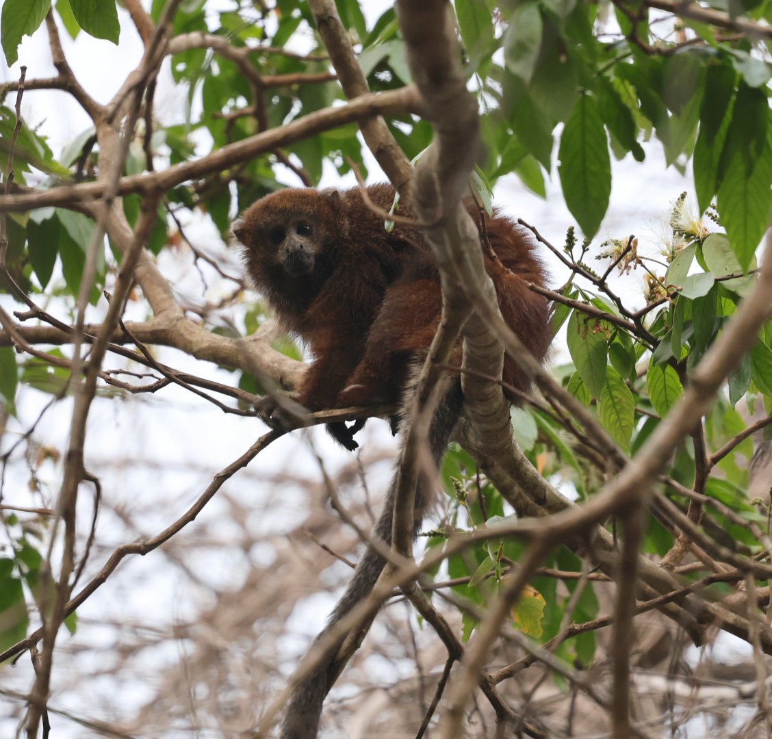 Rio Beni titi monkey (Plecturocebus modestus)