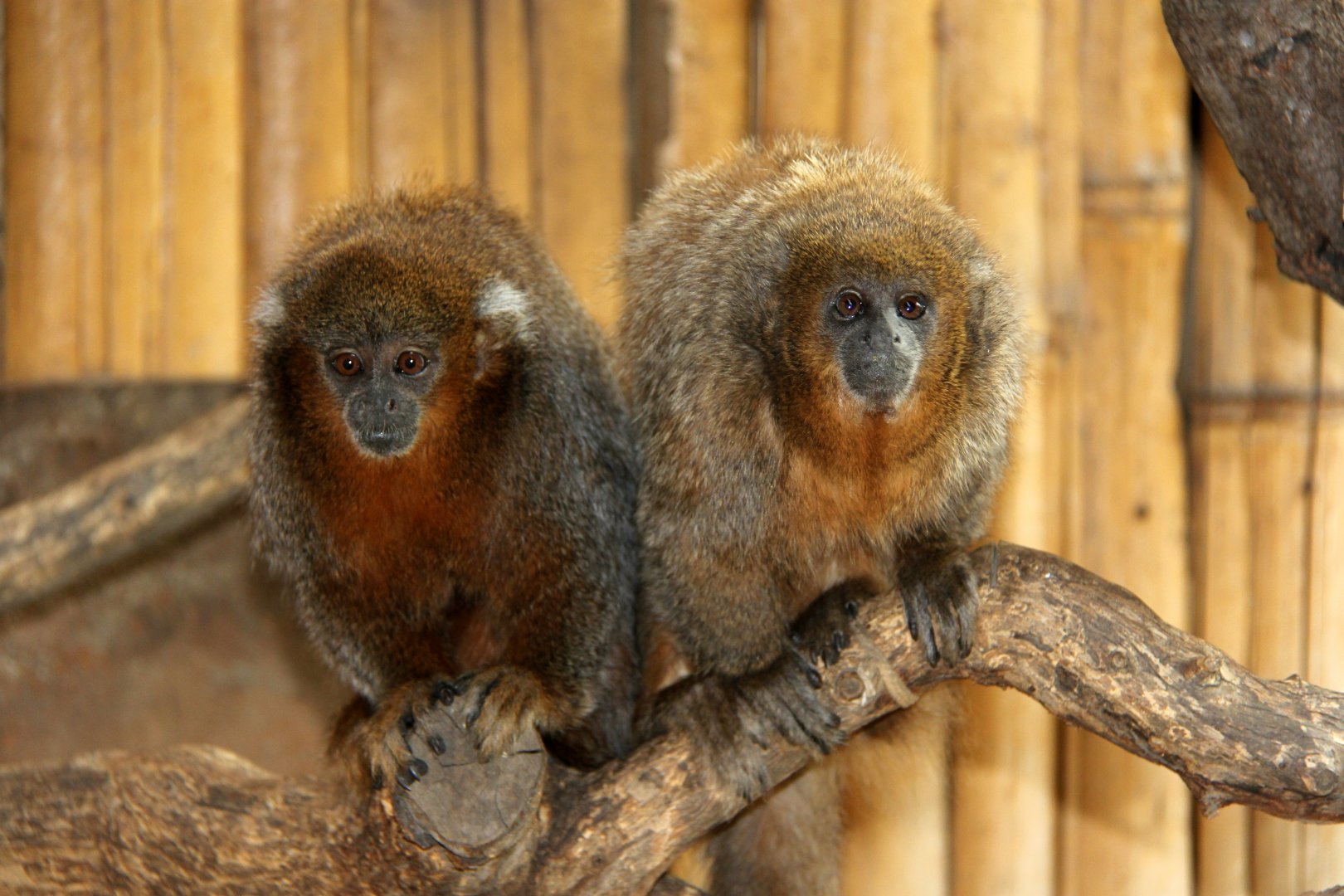 Rio Beni titi (Plecturocebus modestus) Left?, Rio Mayo titi (Plecturocebus oenanthe) Right