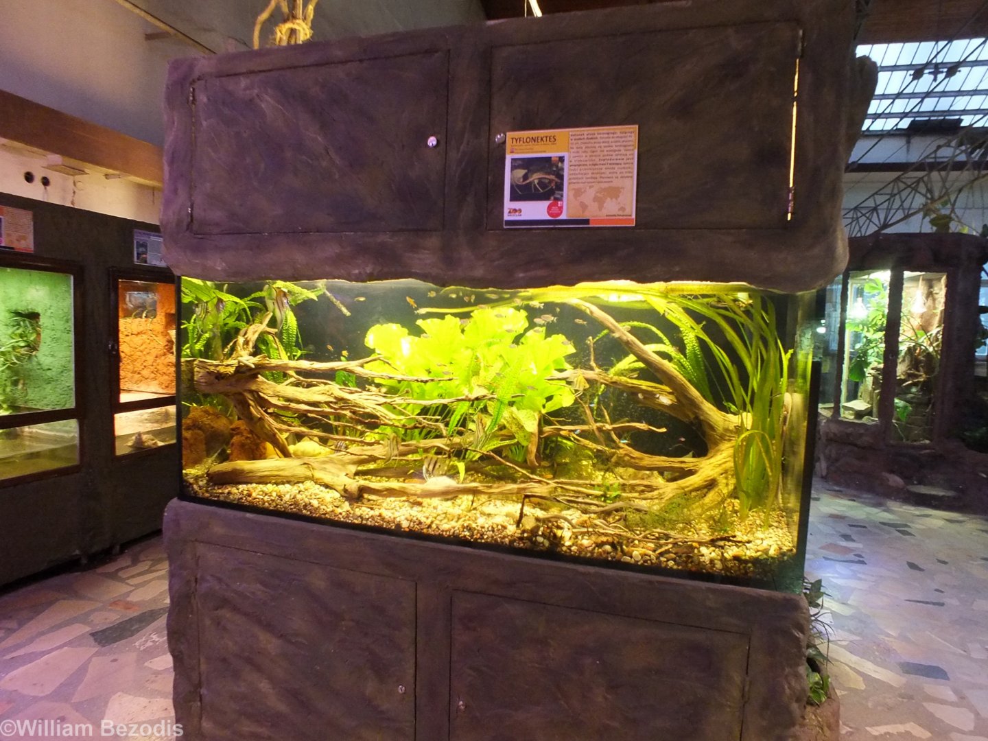 Rio Cauca Caecilian and Tropical Fish Enclosure - Wroclaw Zoo Terrarium