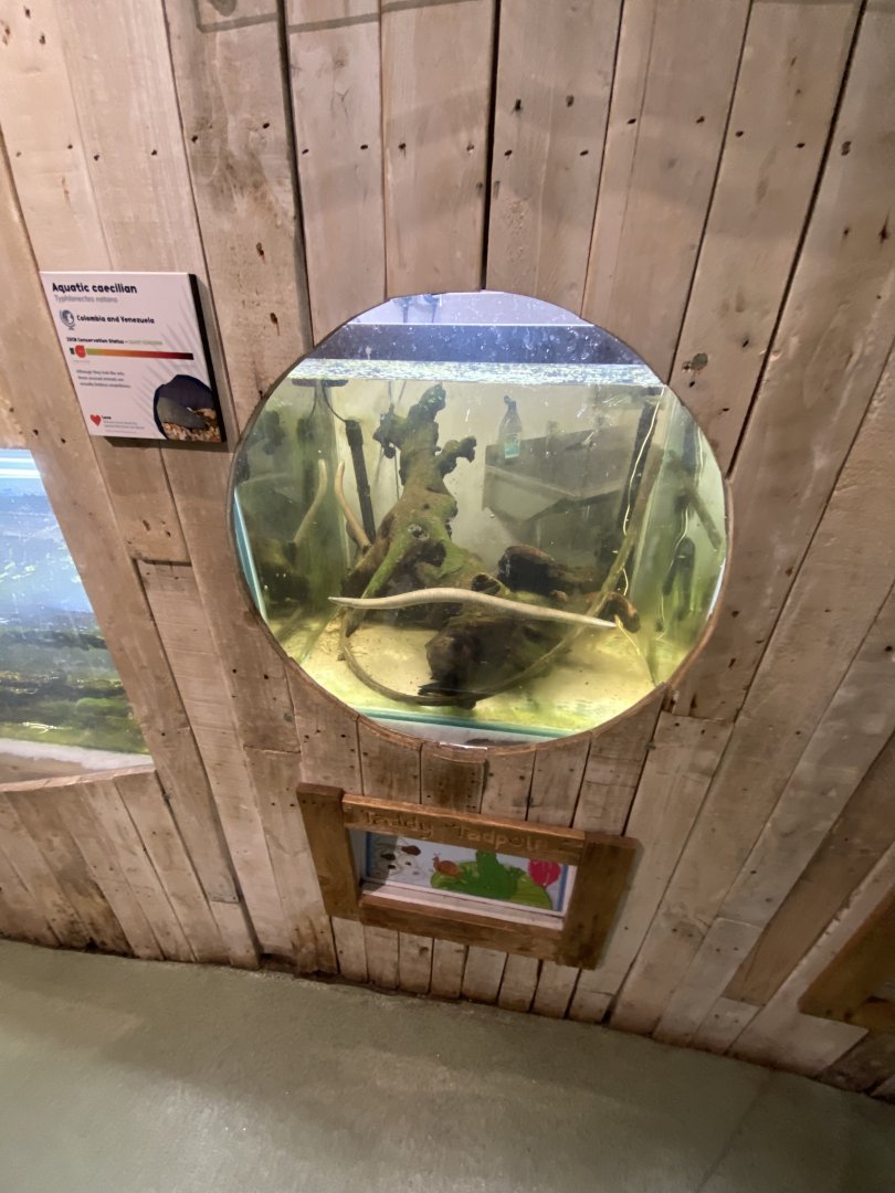 Rio Cauca caecilian exhibit 111224