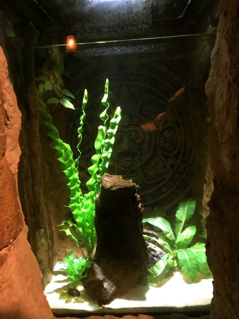 Rio Cauca Caecilian Exhibit