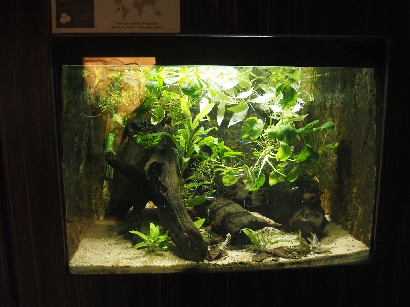 Rio Cauca Caecilian tank with recently added cardinal tetras, 2025-03-16