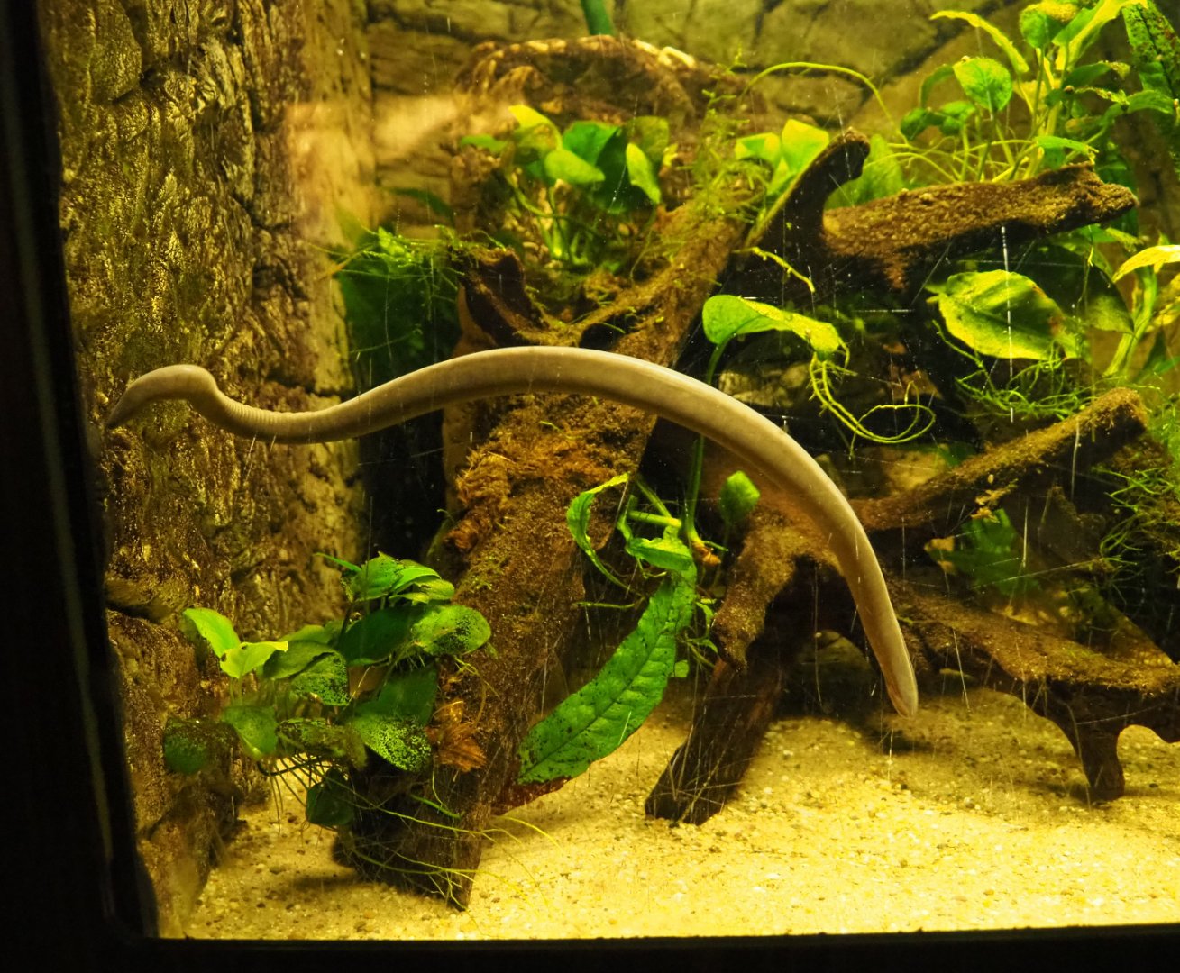 Rio Cauca caecilian (Typhlonectes natans), 2019-12-30