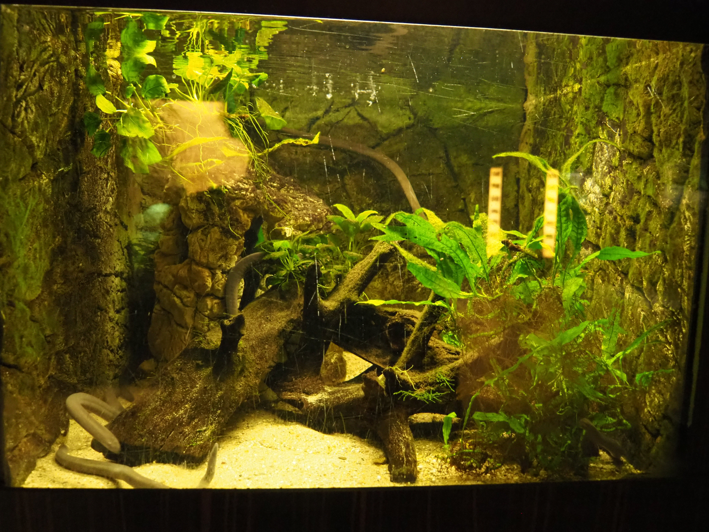 Rio Cauca caecilian (Typhlonectes natans) aquarium, 2020-06-28