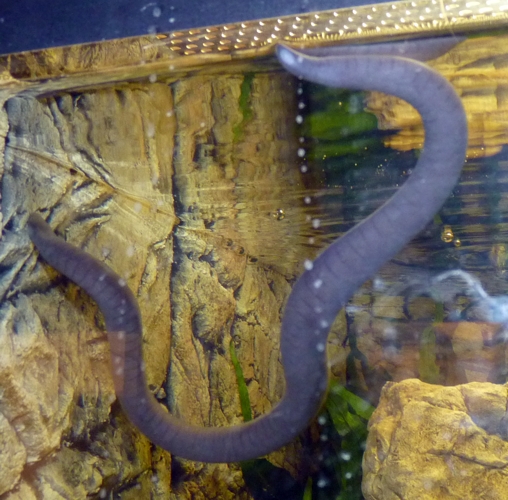 Rio Cauca caecilian (Typhlonectes natans)