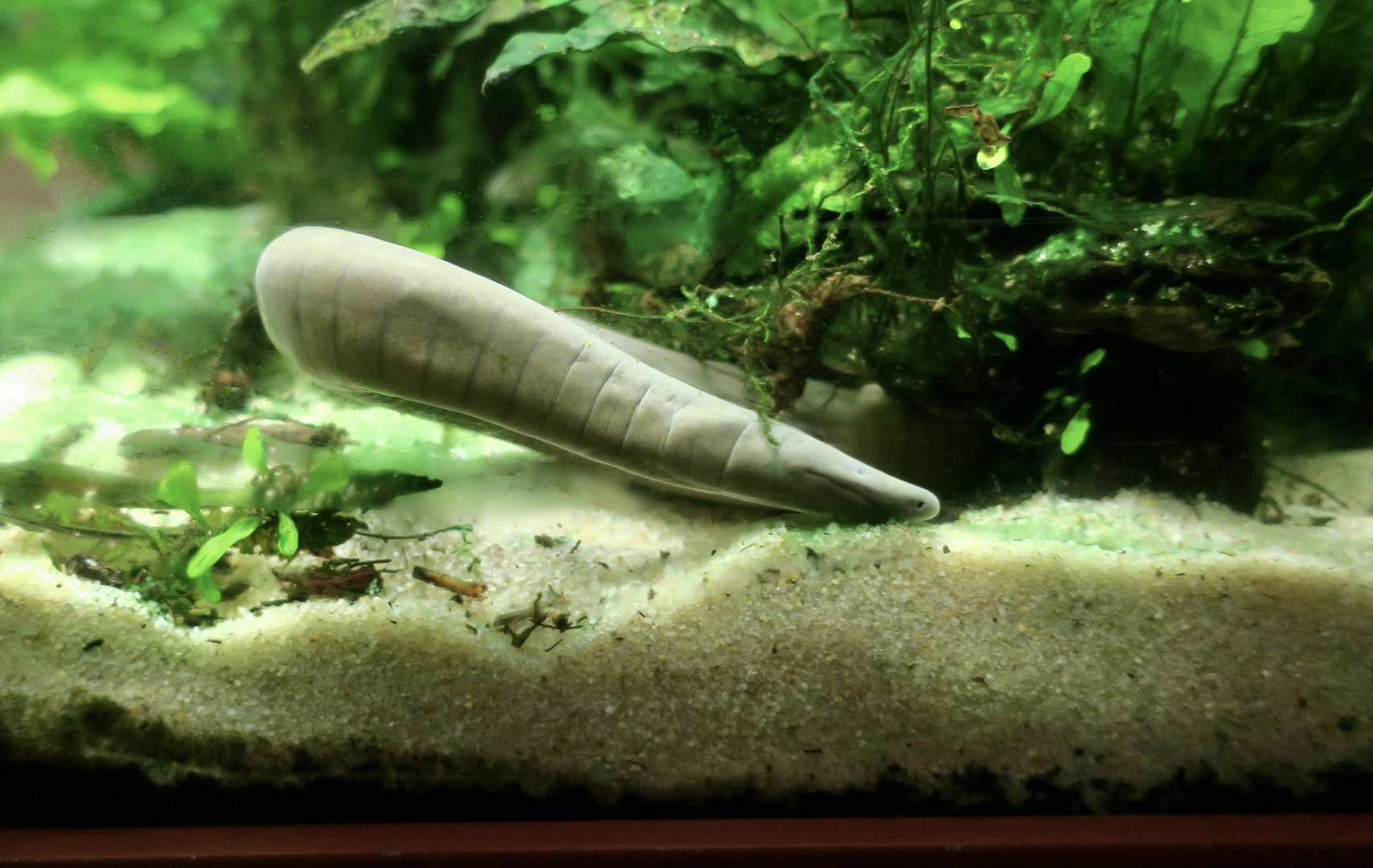 Rio Cauca Caecilian (Typhlonectes natans)