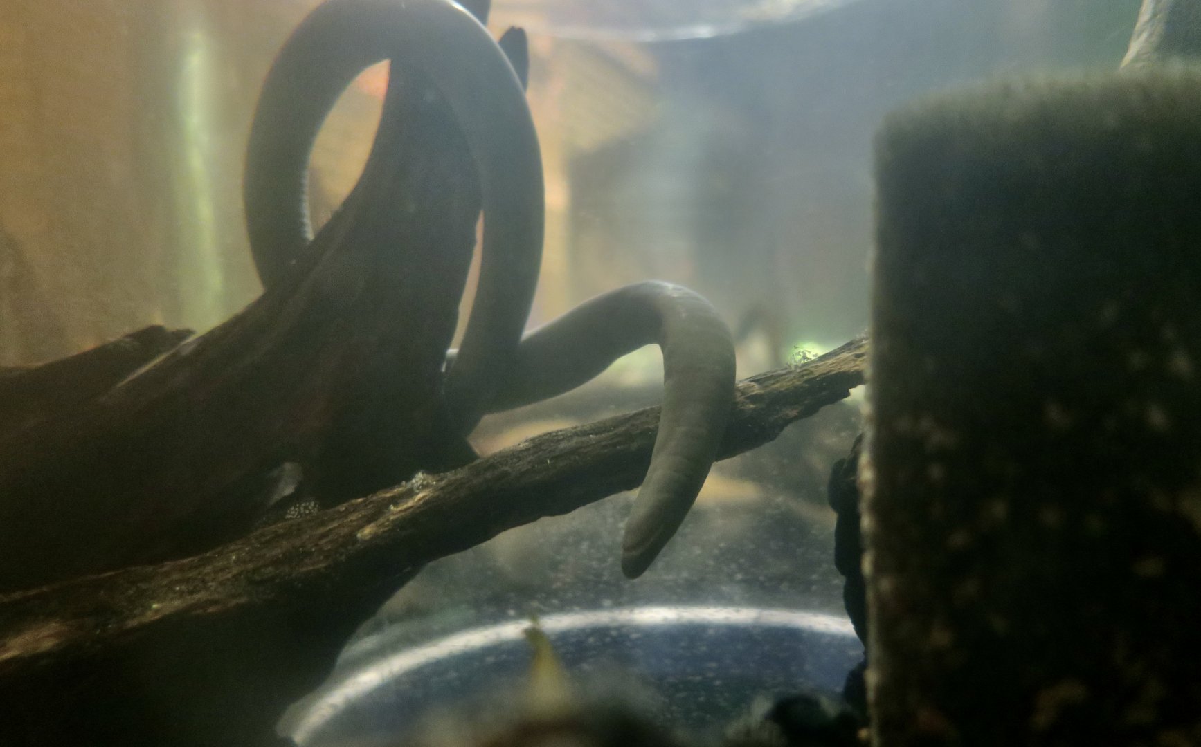 Rio Cauca Caecilian (Typhlonectes natans)