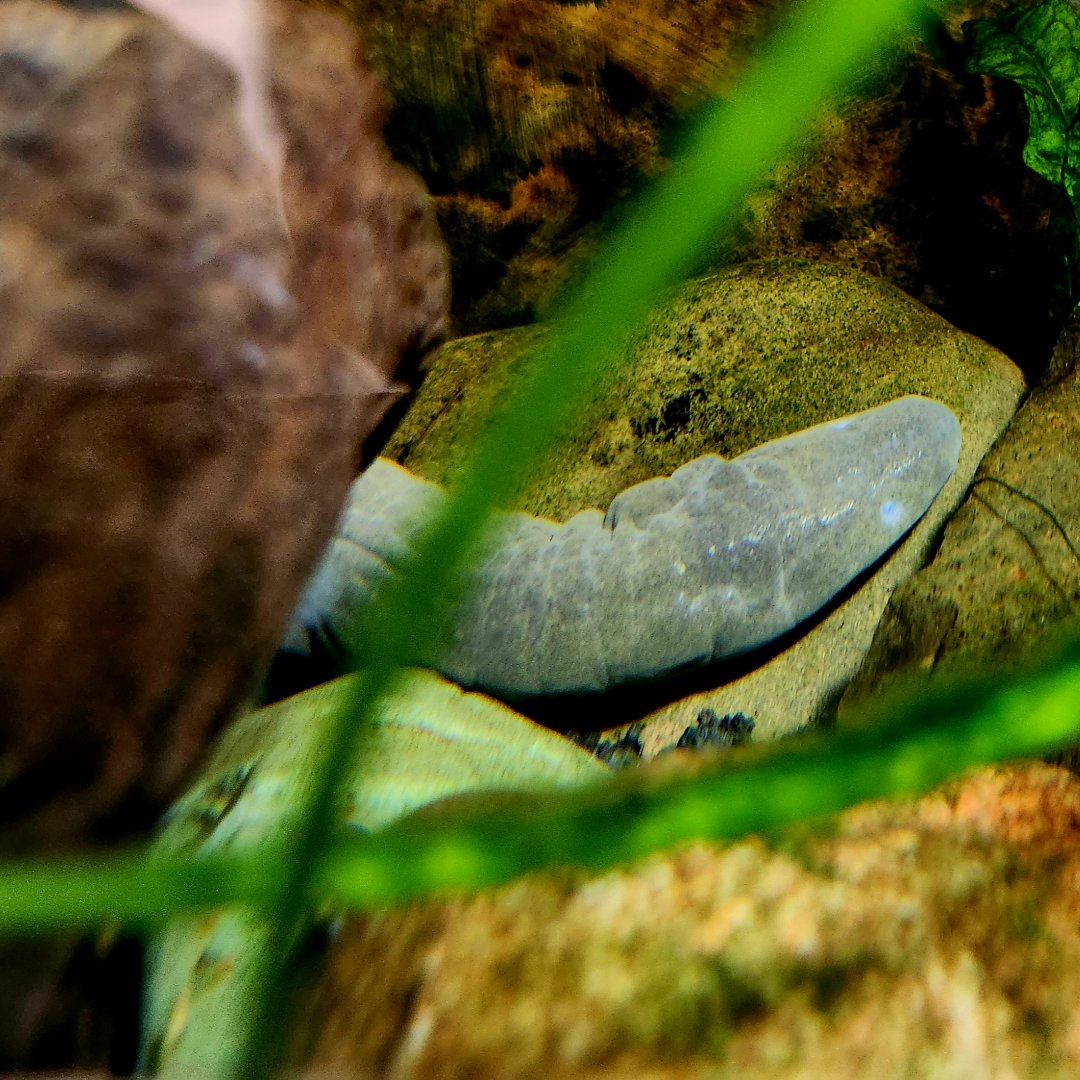 Rio Cauca Caecilian (Typhlonectes natans)