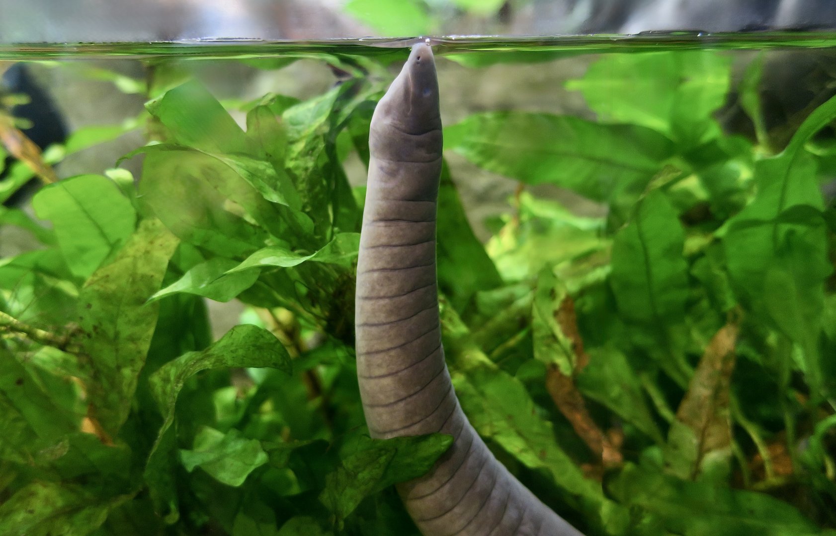 Rio Cauca Caecilian (Typhlonectes natans)