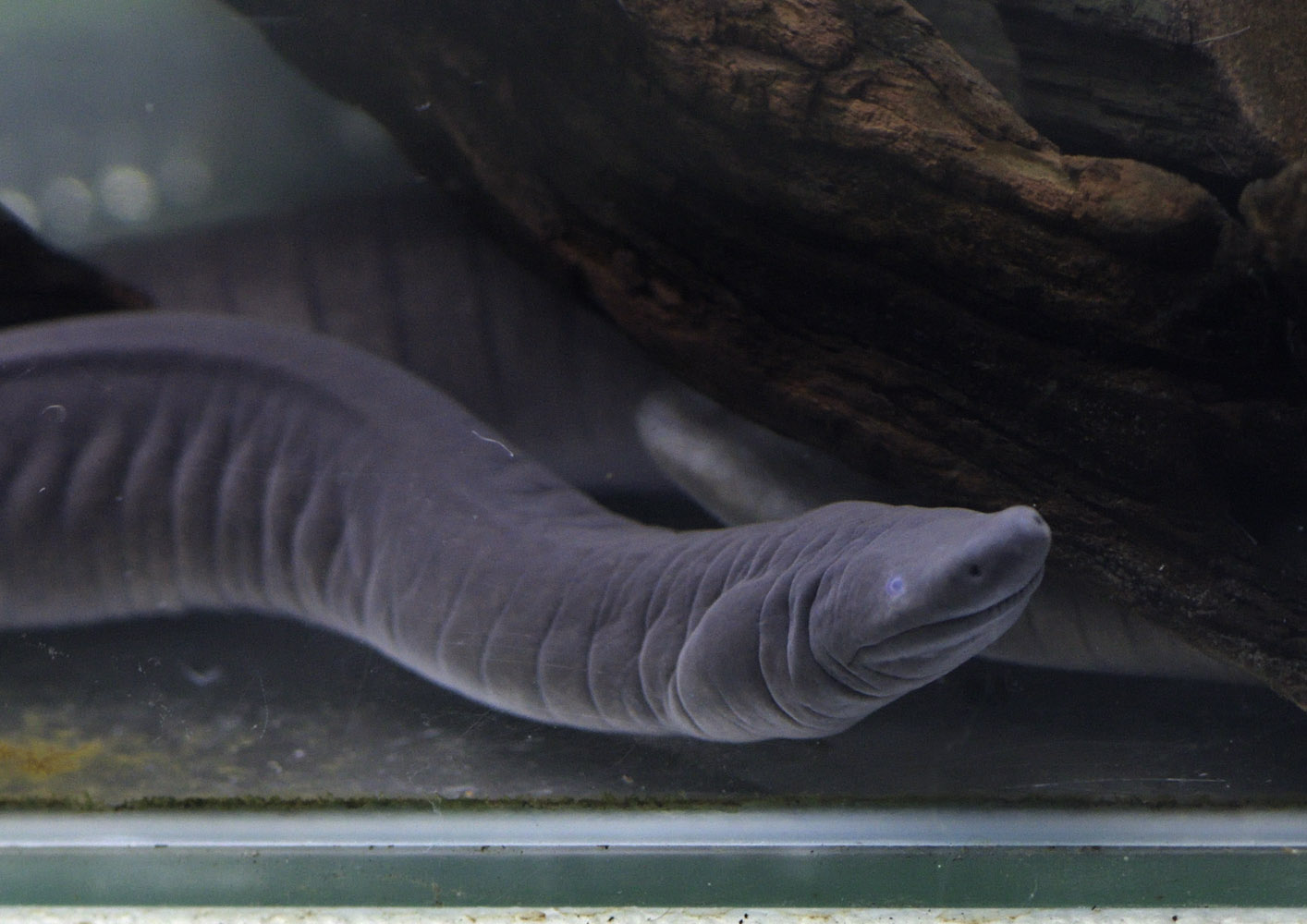 Rio Cauca caecilian