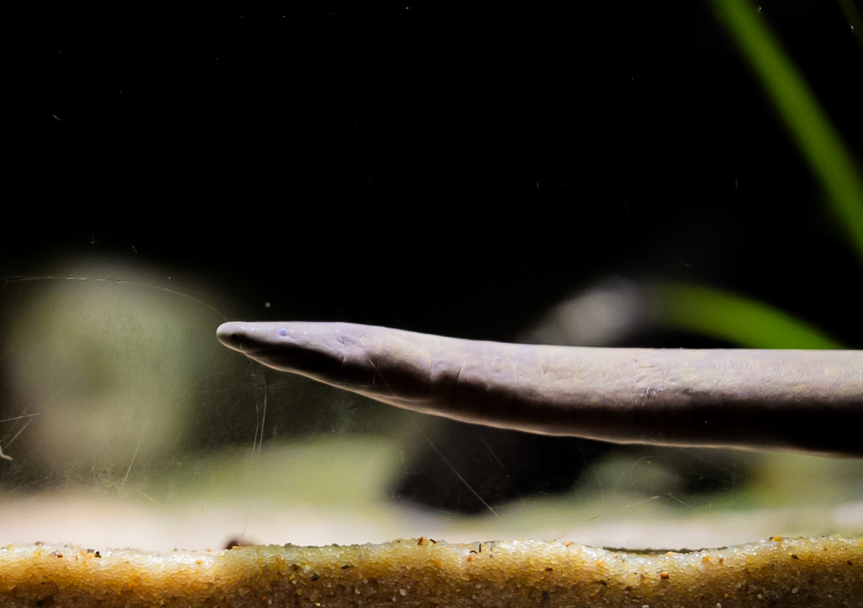 Rio Cauca Caecilian