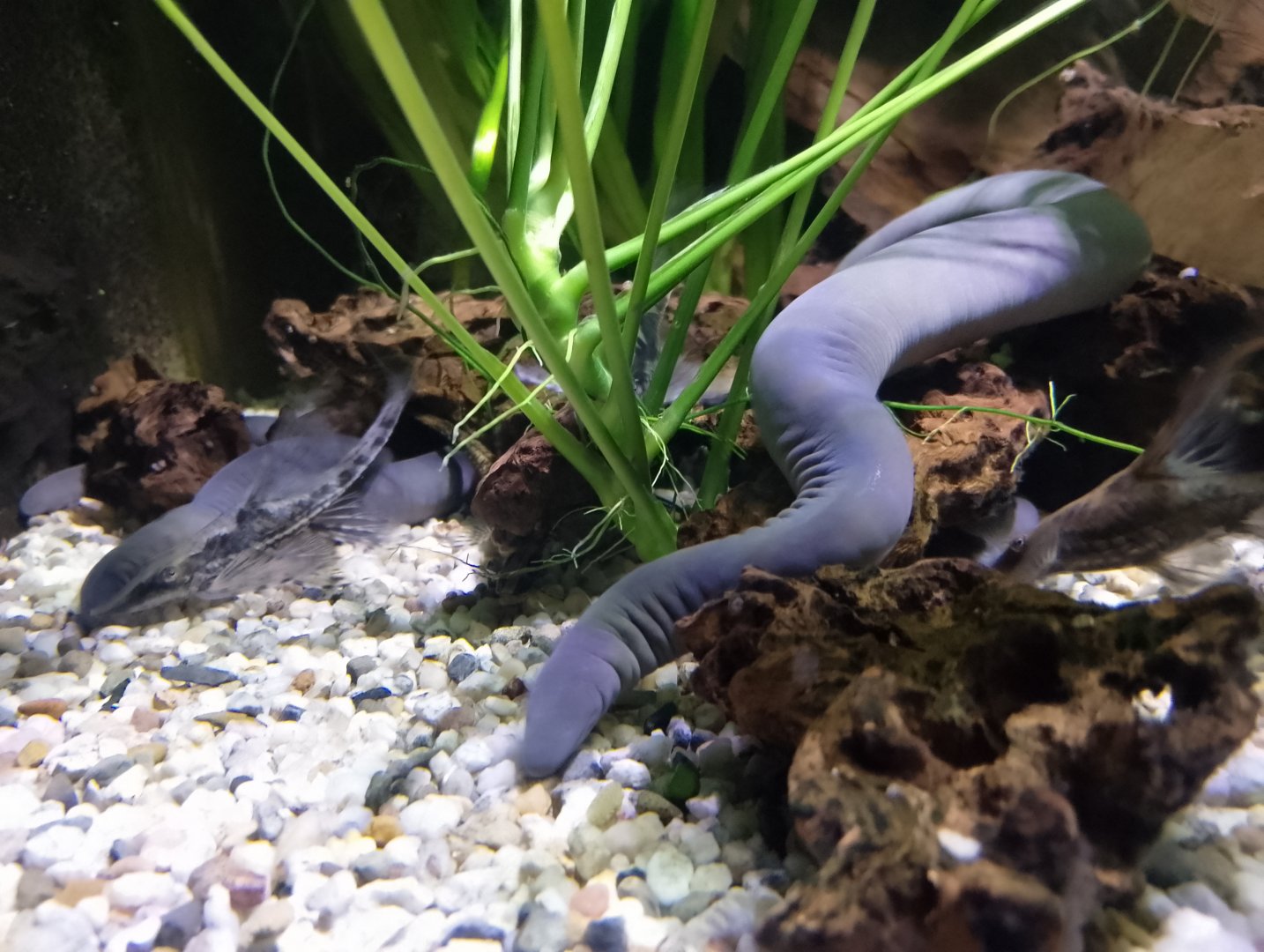 Rio Cauca caecilians