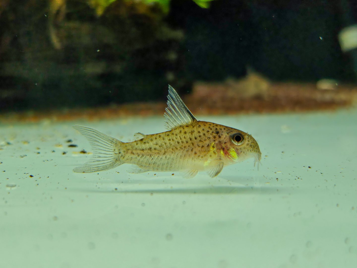 Río Caura Cory (Hoplisoma boehlkei)