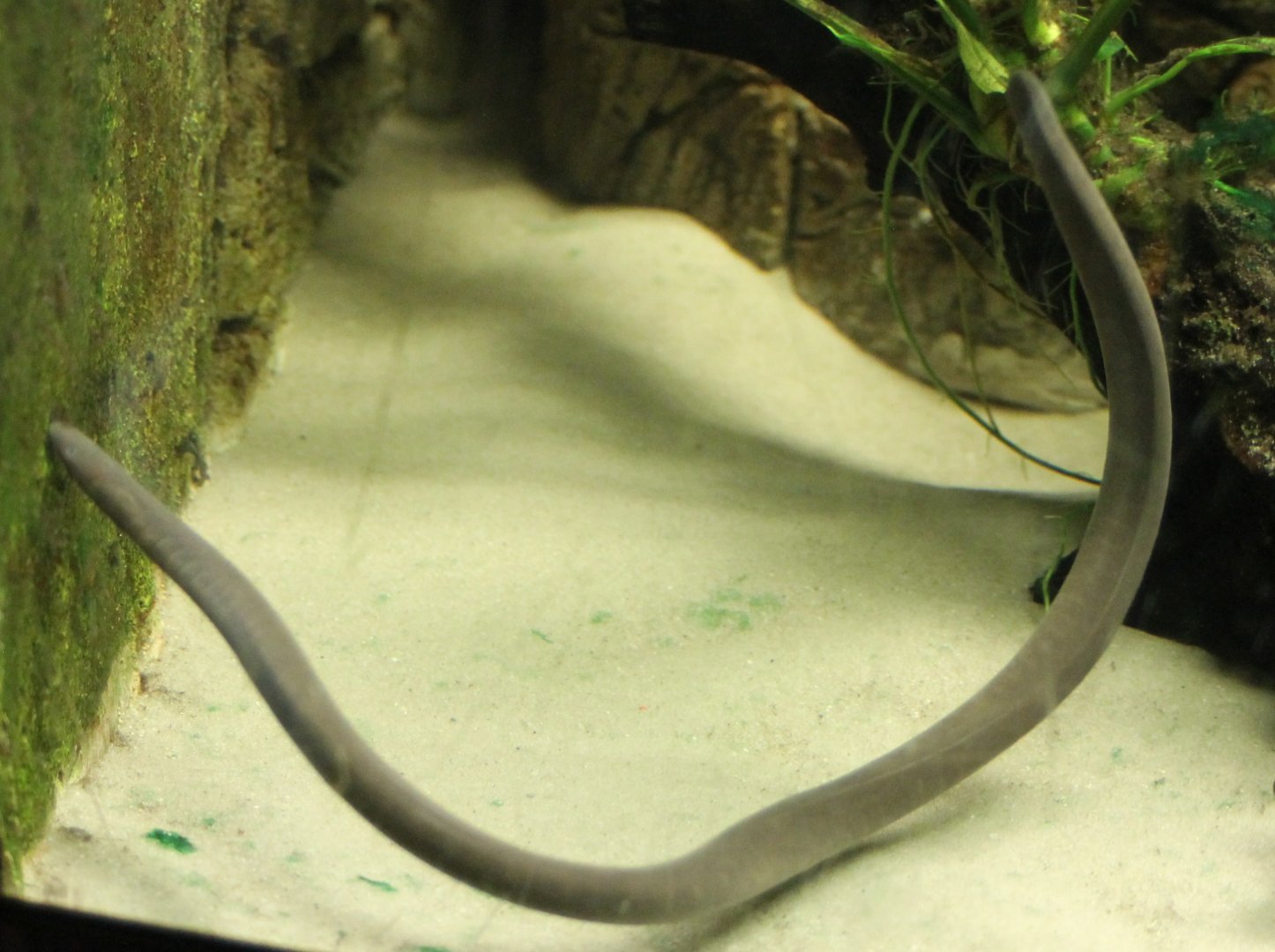 Rio Causa caecilian -Typhlonectes natans
