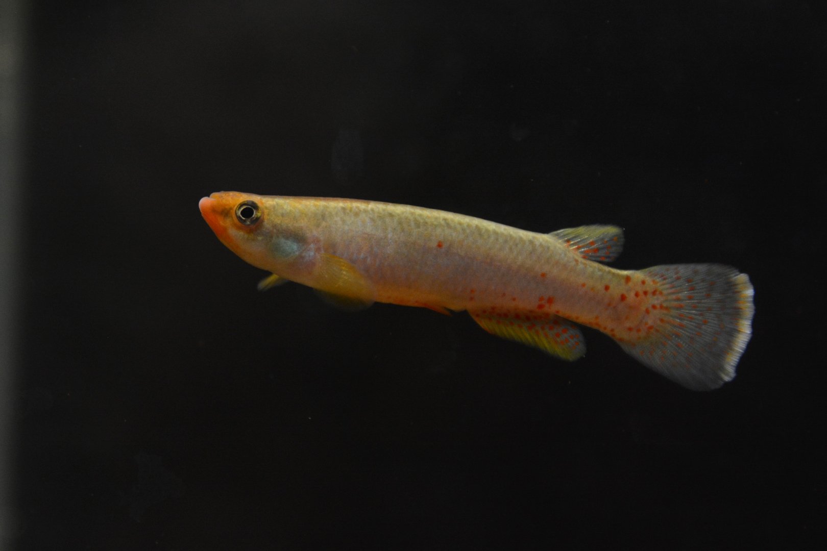 Rio Chucunaque killifish (Cynodonichthys chucunaque)
