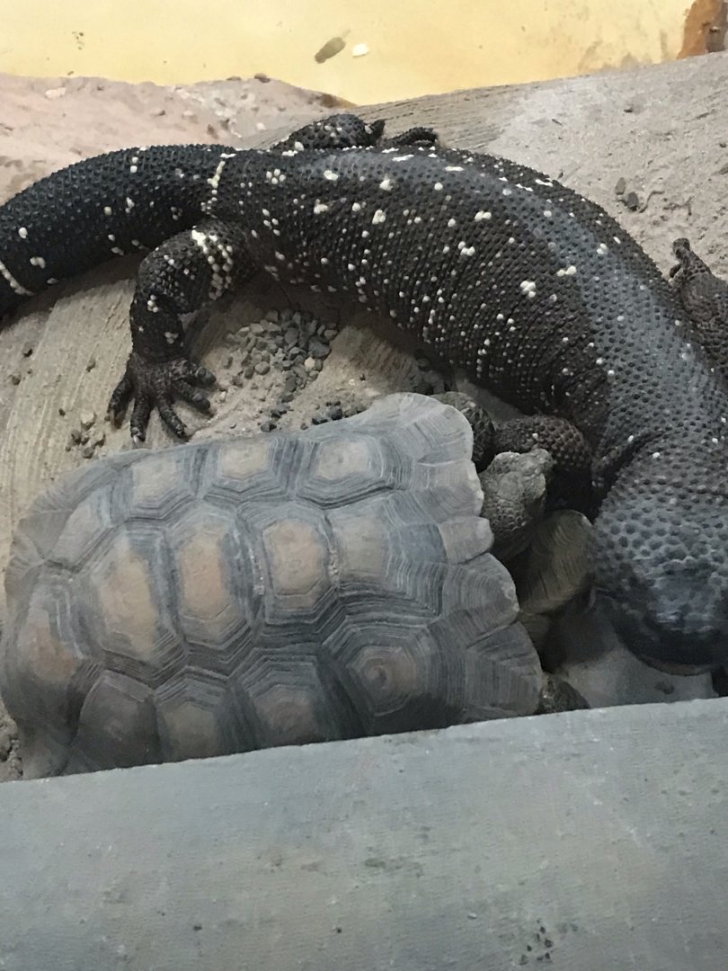 Rio Fuerte beaded lizard and desert tortoise