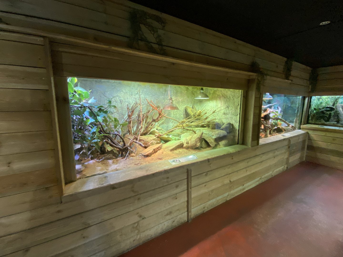 Rio Fuerte beaded lizard exhibit 260124