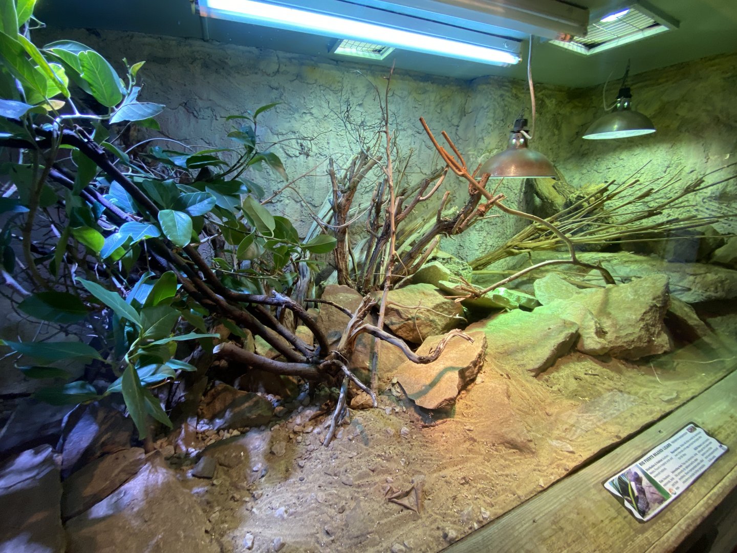 Rio Fuerte beaded lizard exhibit 260124