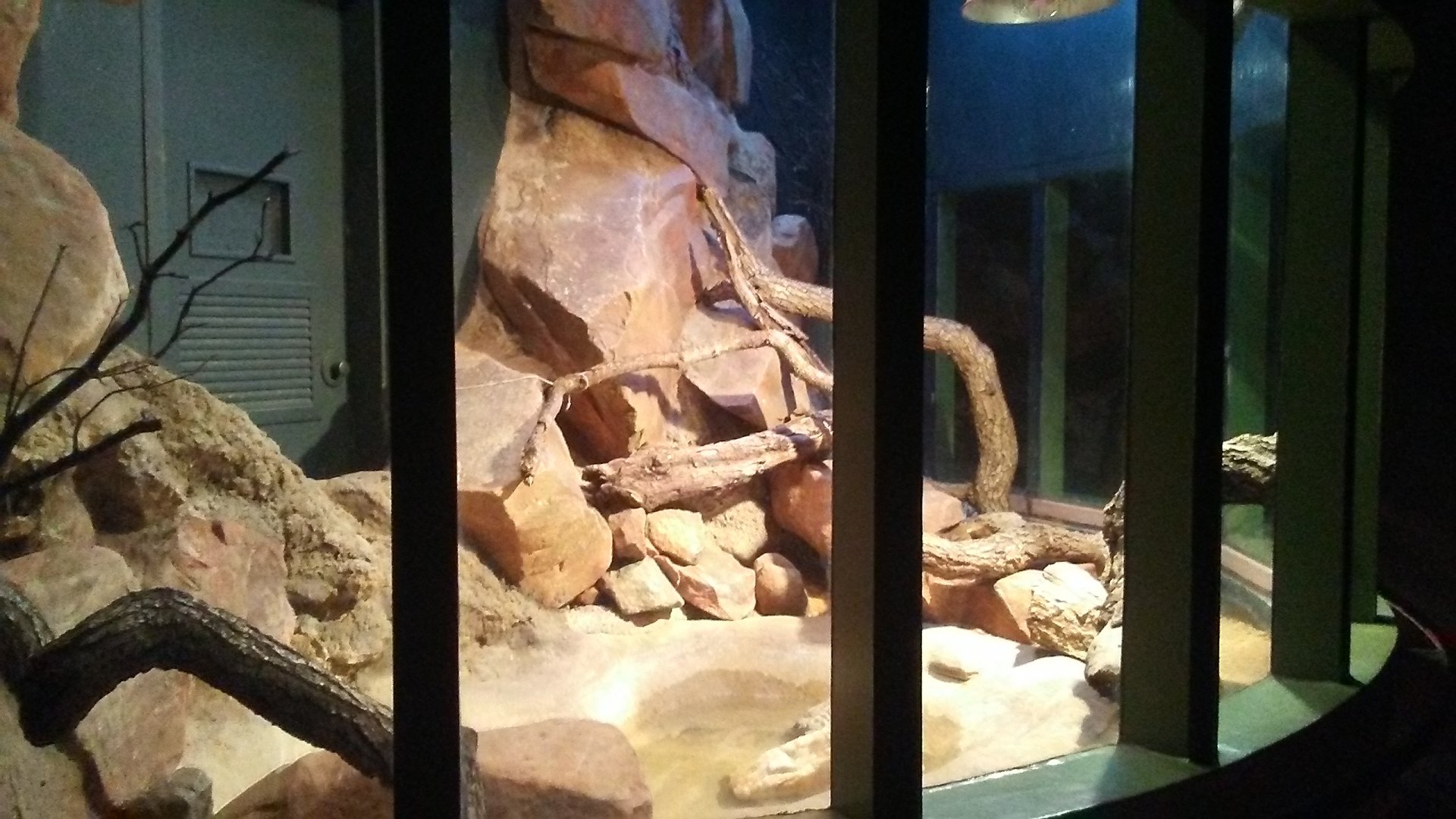 Rio Fuerte beaded lizard exhibit