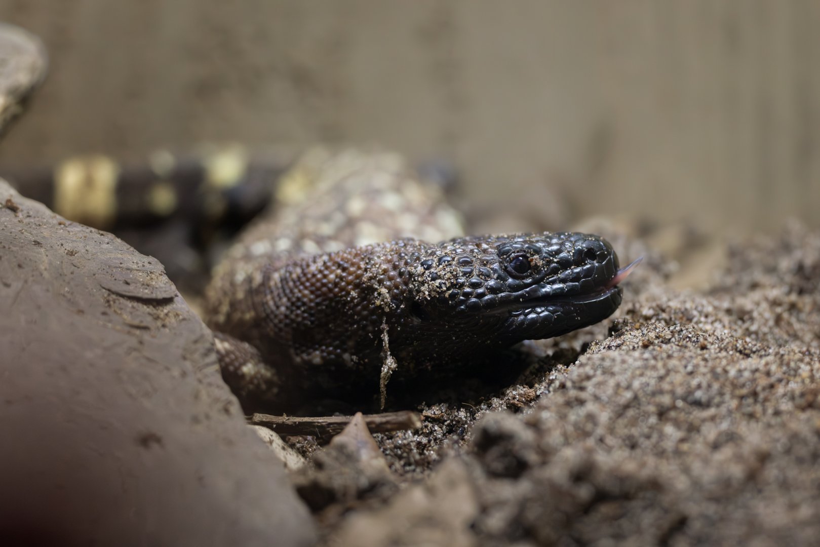 Rio Fuerte Beaded Lizard / Hamerton / 24-9-24