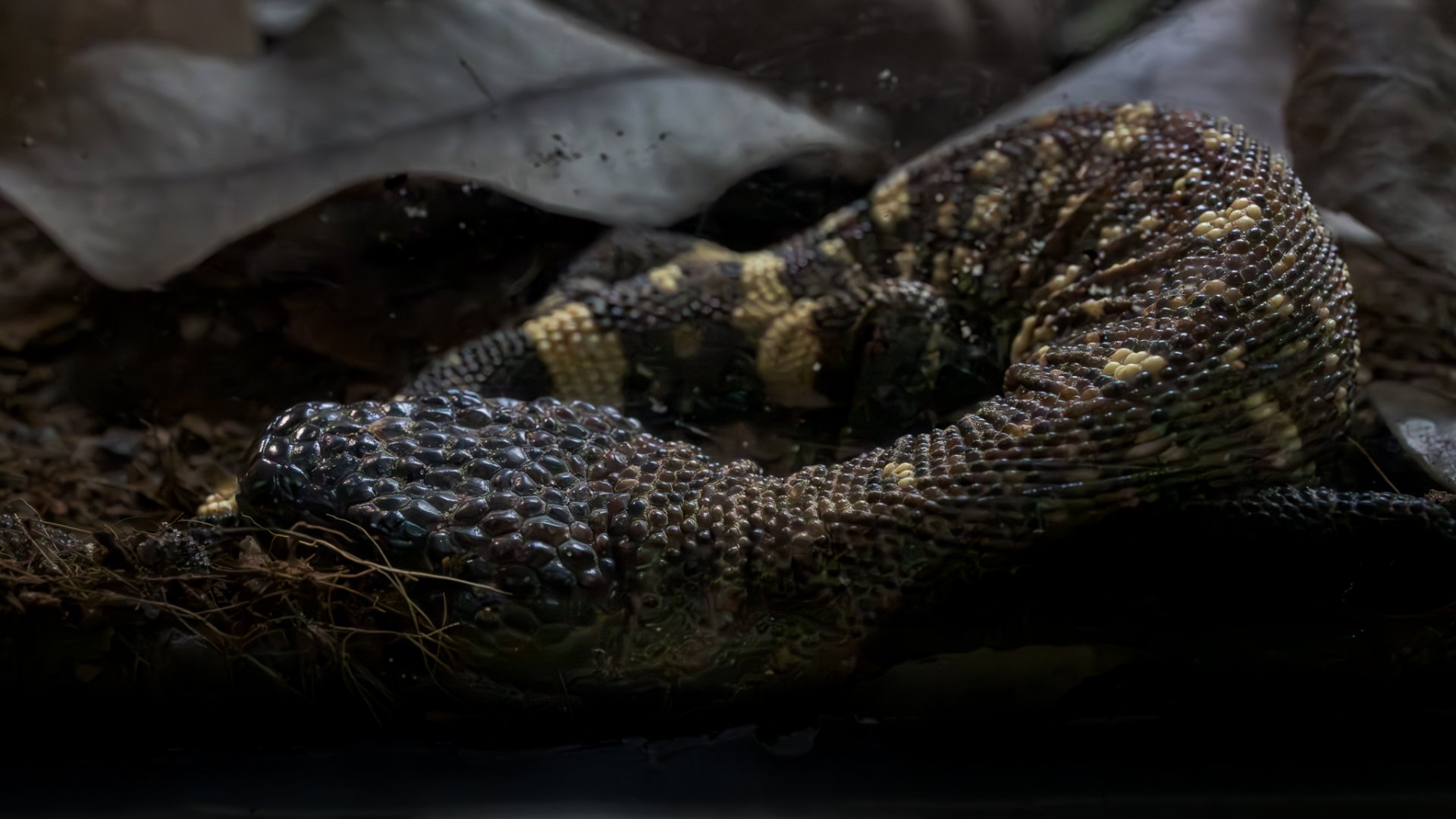 Rio Fuerte Beaded Lizard / Hamerton / 7-11-24