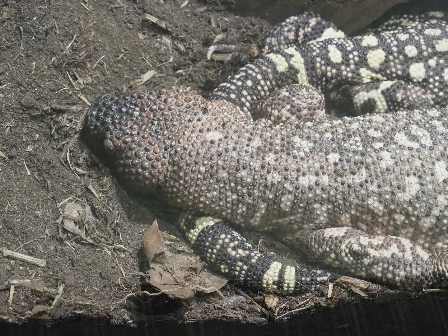 Rio Fuerte beaded lizard (Heloderma exasperatum), 2022-09-04
