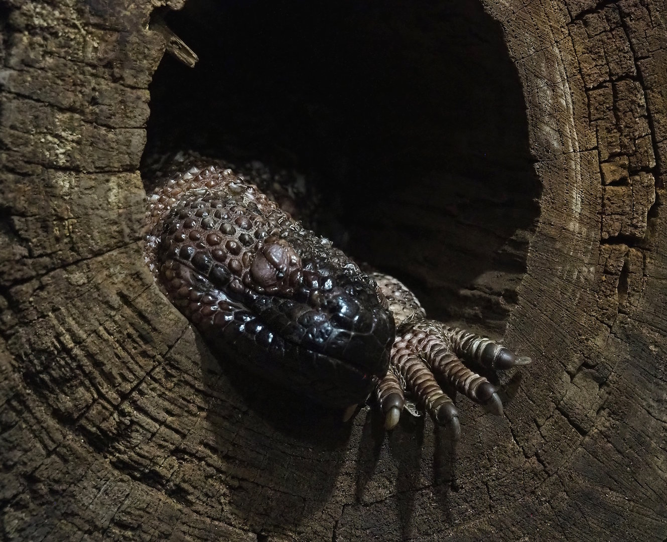 Rio Fuerte beaded lizard (Heloderma exasperatum), 2022-10-29