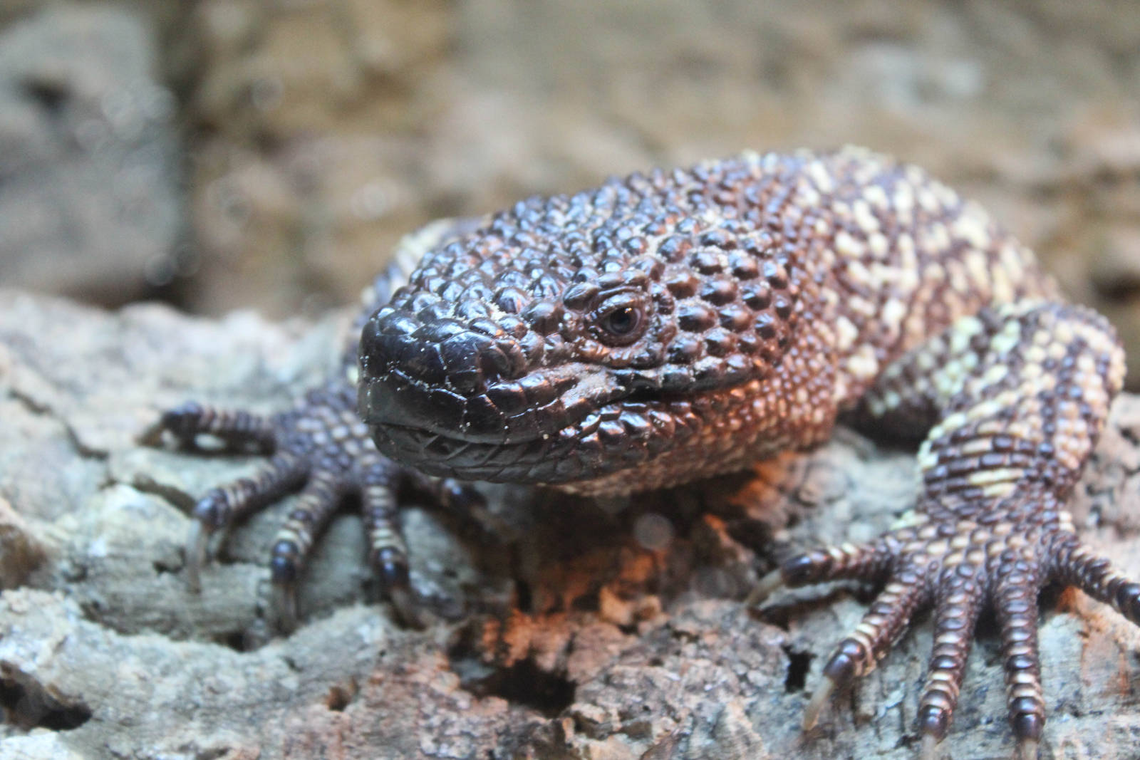 Rio Fuerte beaded lizard (Heloderma exasperatum)
