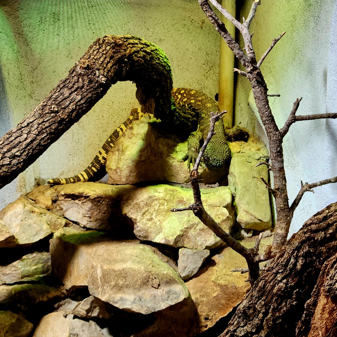 Rio Fuerte Beaded Lizard (Heloderma exasperatum)