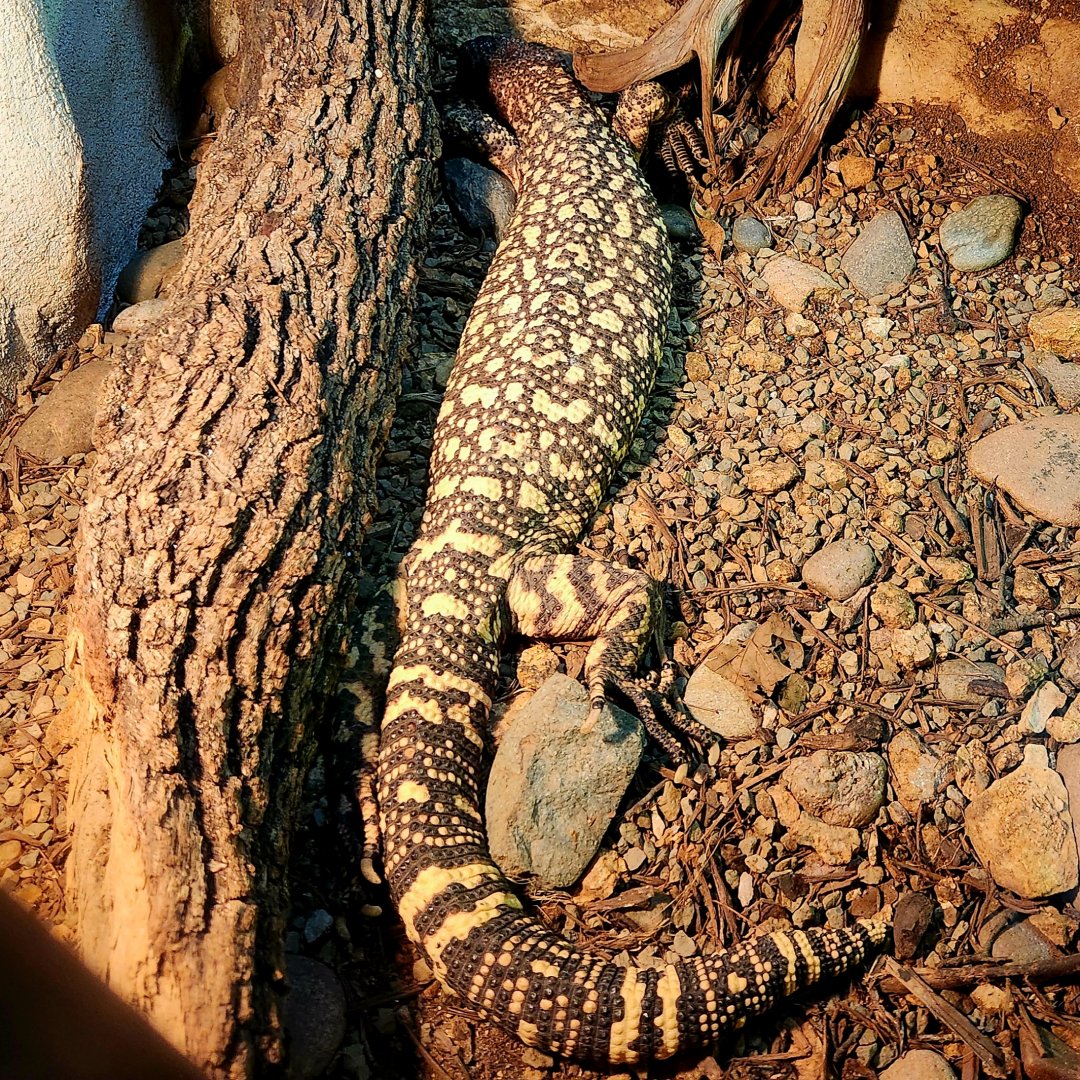 Rio Fuerte Beaded Lizard (Heloderma exasperatum)
