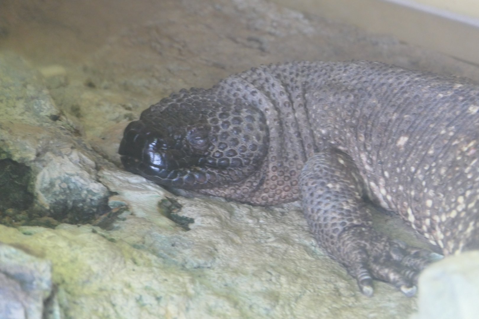 Rio Fuerte Beaded Lizard (Heloderma exasperatum)