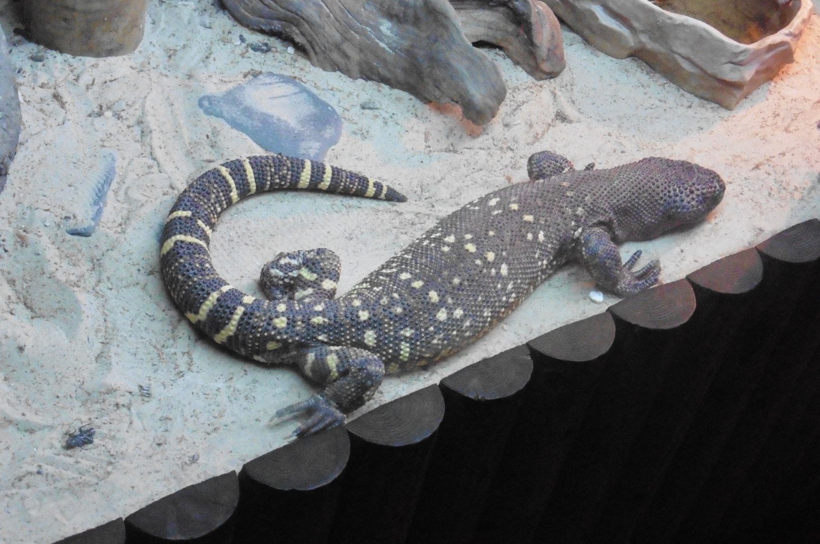Rio Fuerte Beaded Lizard (heloderma horidum exasperatum)