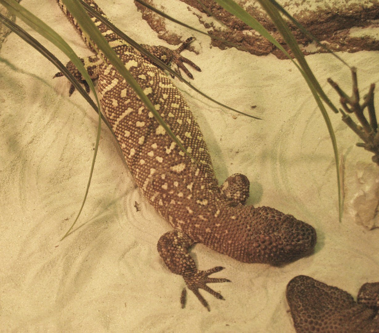 Rio Fuerte beaded lizard (Heloderma horridum exasperatum), 2009-04-14