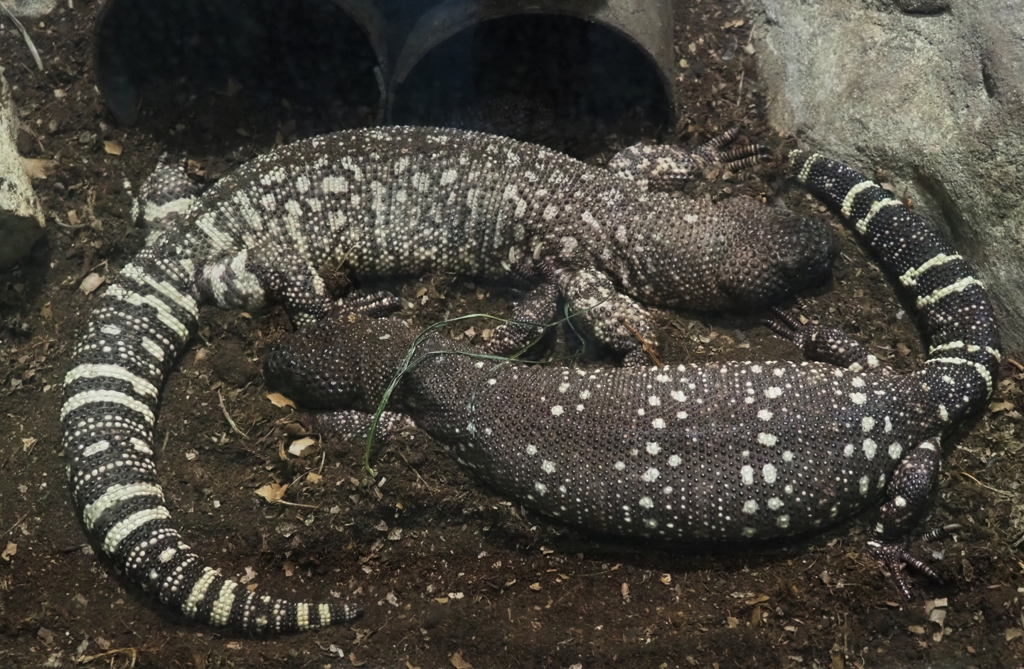 Rio Fuerte beaded lizard (Heloderma horridum exasperatum), 2019-04-20