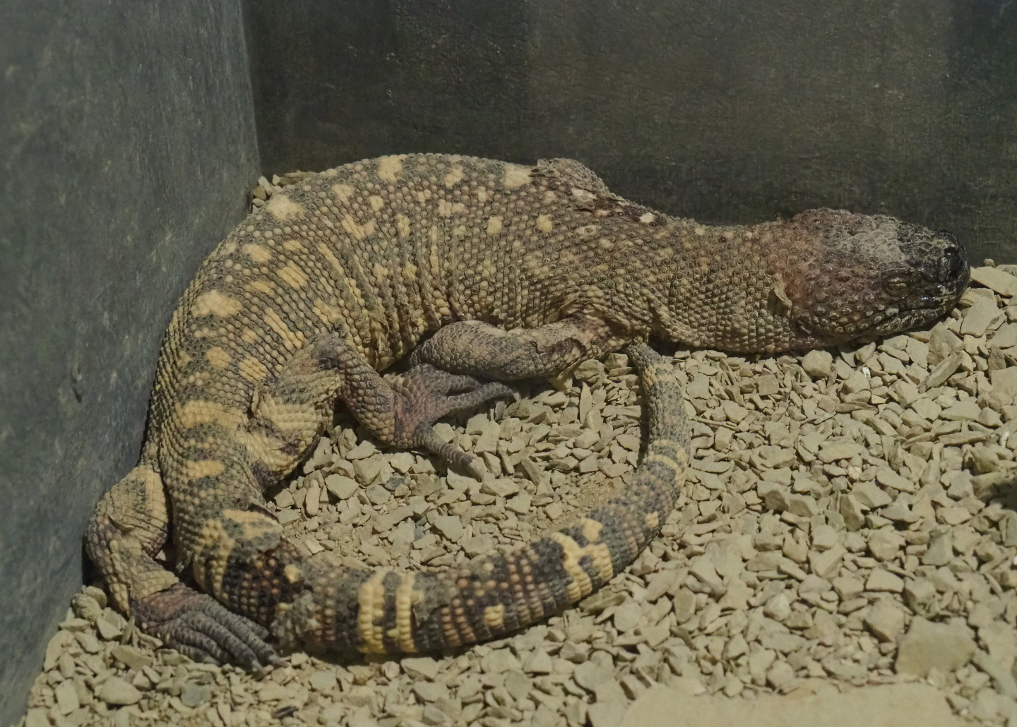 Rio Fuerte beaded lizard (Heloderma horridum exasperatum), 2019-10-04