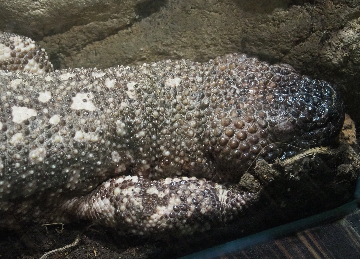 Rio Fuerte beaded lizard (Heloderma horridum exasperatum), 2020-05-24
