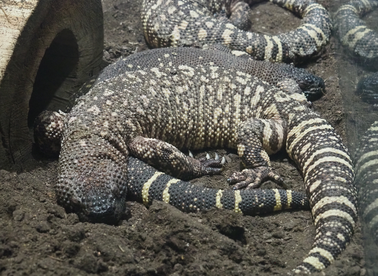 Rio Fuerte beaded lizard (Heloderma horridum exasperatum), 2020-06-28