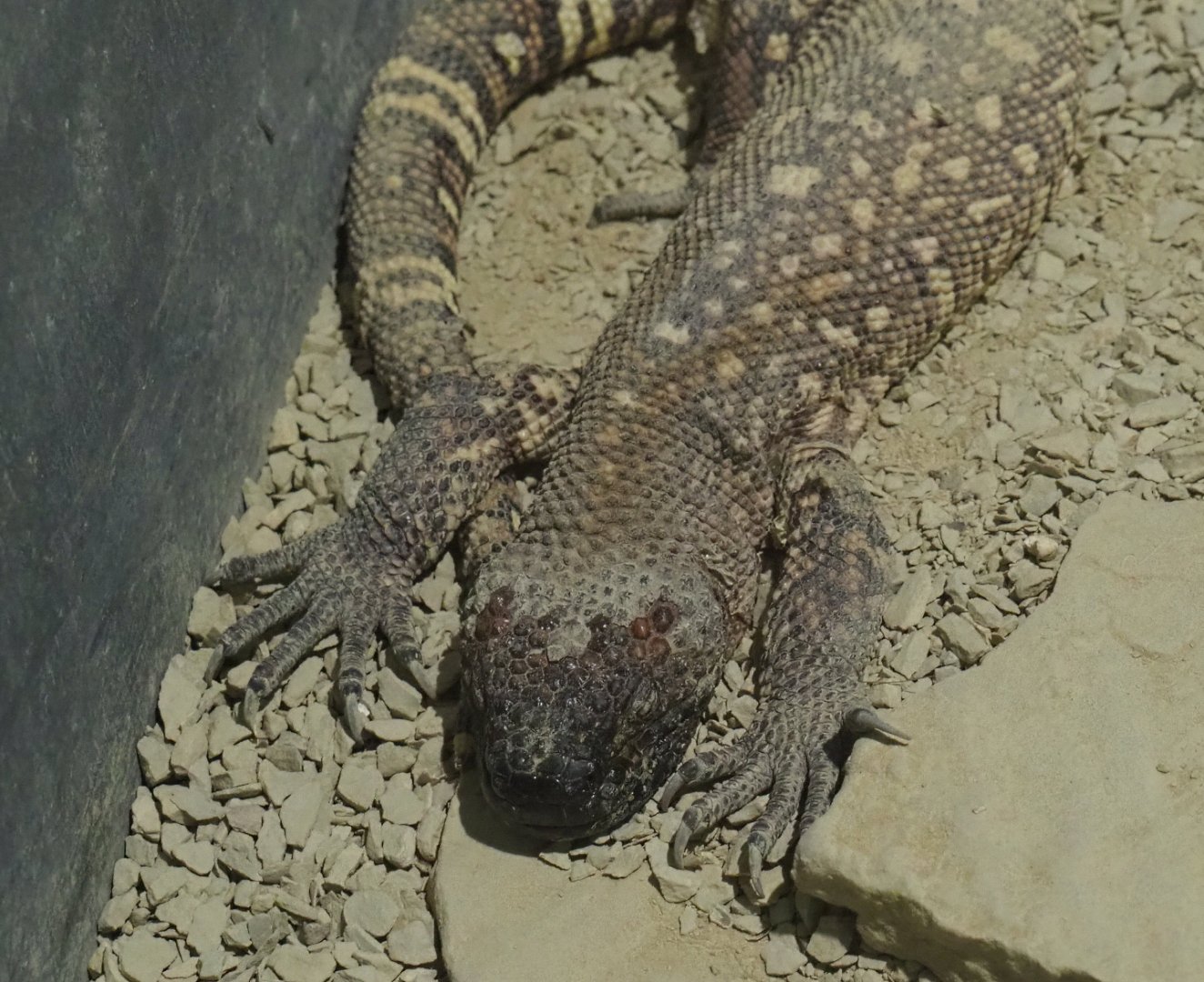 Rio Fuerte beaded lizard (Heloderma horridum exasperatum), 2020-09-02