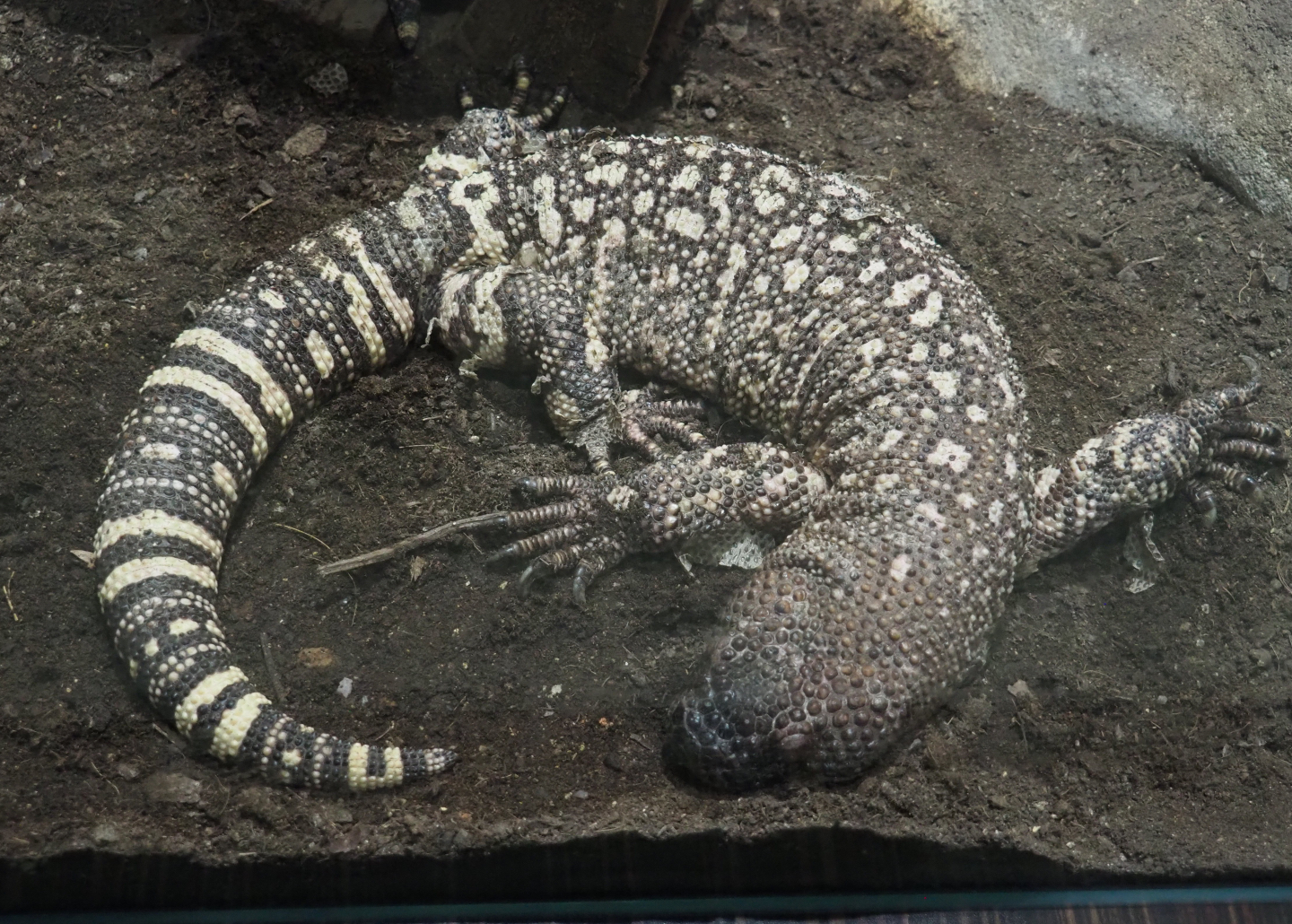 Rio Fuerte beaded lizard (Heloderma horridum exasperatum), 2020-09-20