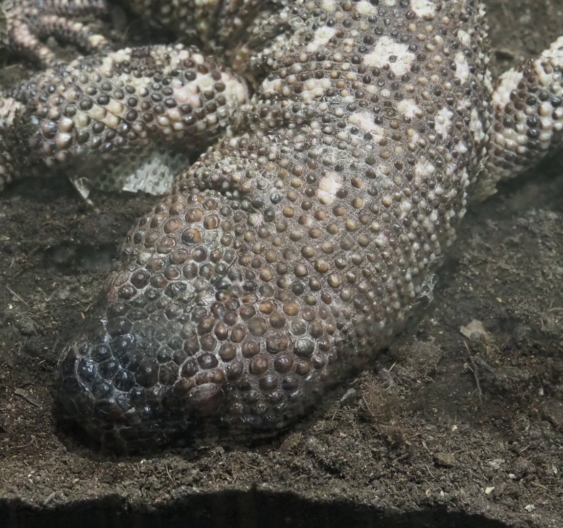 Rio Fuerte beaded lizard (Heloderma horridum exasperatum), 2020-09-20