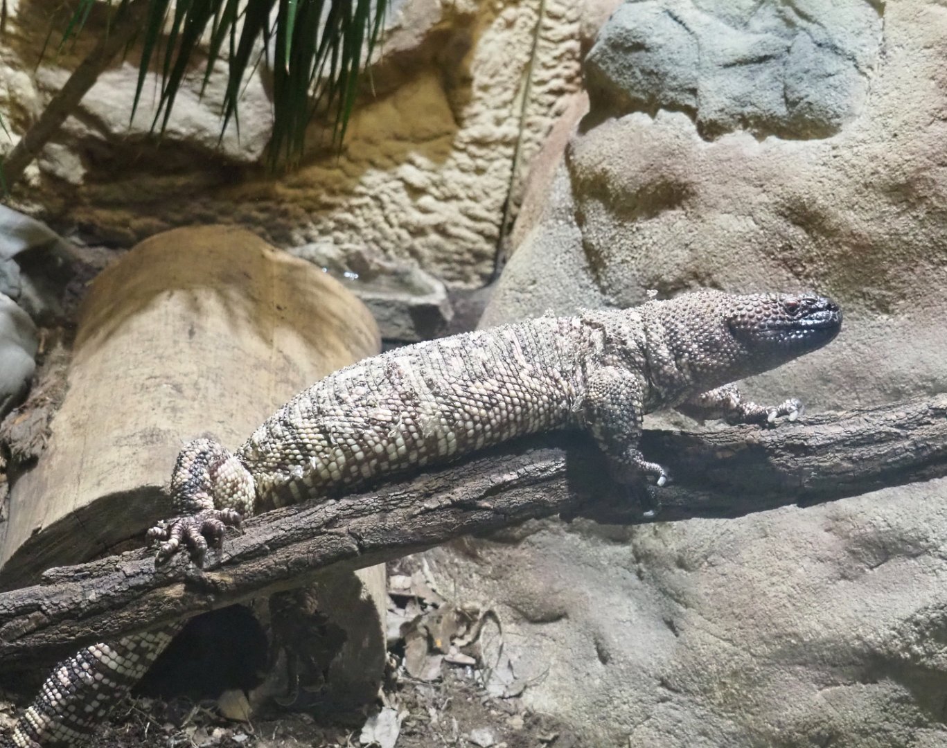 Rio Fuerte beaded lizard (Heloderma horridum exasperatum), 2022-03-16