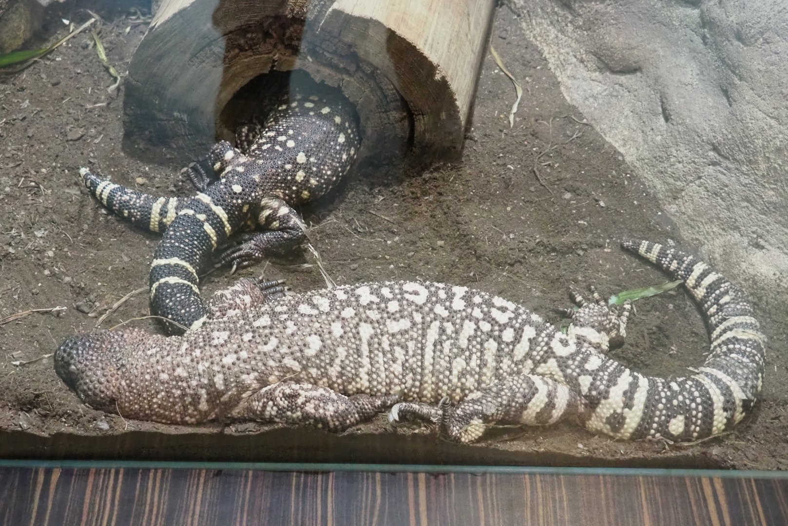 Rio Fuerte beaded lizard (Heloderma horridum exasperatum), 2022-05-26
