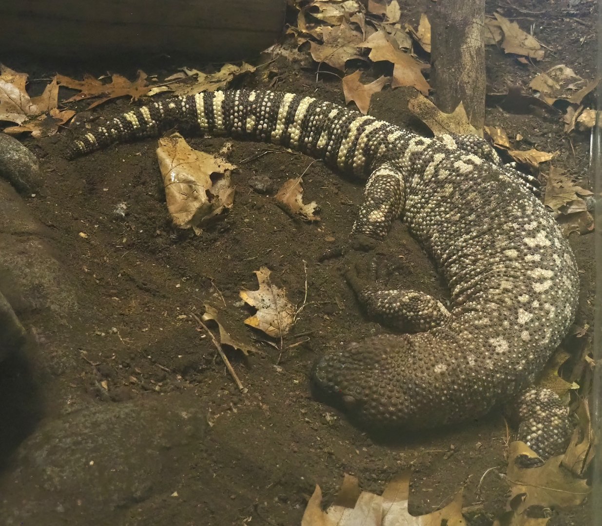 Rio Fuerte beaded lizard (Heloderma horridum exasperatum), 2023-07-02